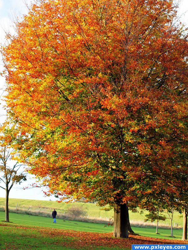 golden tree